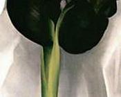 乔治亚 奥基夫 : Iris